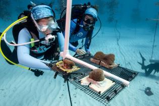 Divers installing coral fragments in a nursery