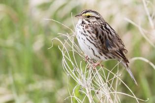 Baird's sparrow