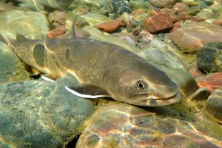 A bull trout swimming.