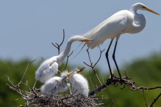 Great egrets