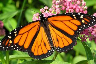 Monarch butterfly