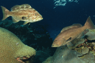 Yellowmouth grouper