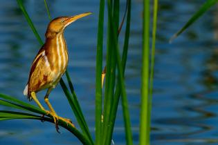 Least bittern