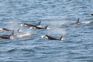 Southern Resident killer whales