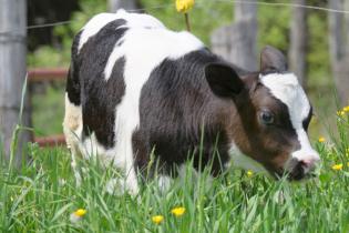 Holstein dairy calf