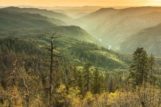 Stanislaus National Forest