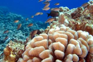 Coral reef