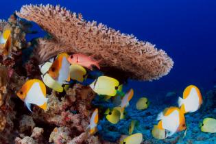 Coral reef and fish