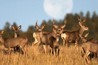 Mule deer