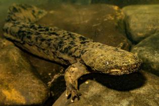 Eastern hellbender