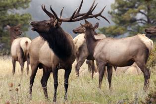 Elk