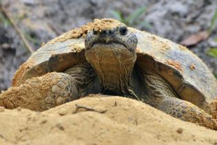 Gopher tortoise