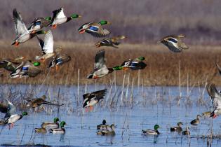 Mallards flying over wetlands