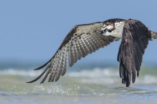 An osprey hunts along a beach in Florida.