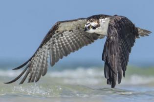 An osprey hunts along a beach in Florida.