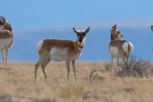 Pronghorn