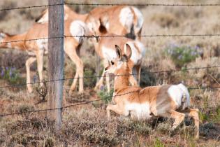 Pronghorn