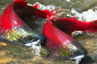 sockeye salmon