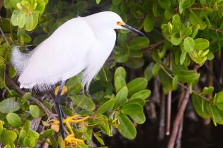 Snowy egret