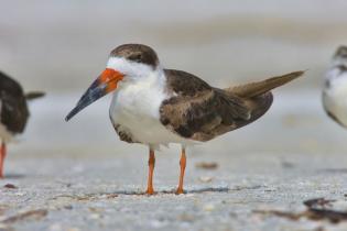 Black skimmers on the beach in Florida