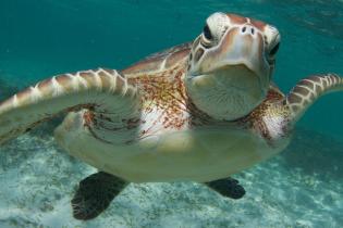 Green sea turtle
