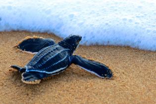 Leatherback sea turtle hatchling