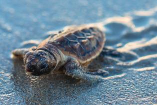 Loggerhead sea turtle