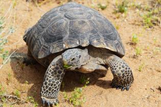 Mojave desert tortoise