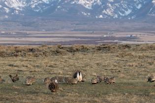 Sage-grouse on plain in Colorado