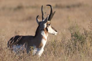 A profile view of a pronghorn in chest-deep grass