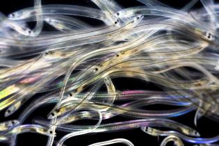A tangle of thin, translucent glass eels swim in black water, showing striking contrast.