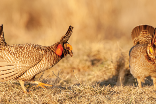 Lesser prairie chickens