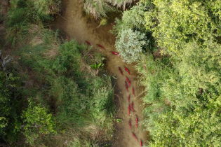 A aerial photograph of a run of red-backed salmon traveling through a stream in Bristol Bay, Alaska. The trees lining the banks are a vivid green in contrast to the brown, mazy water.