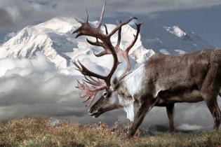 A caribou with large antlers grazes on grasses in the foreground, in front of a large snowy mountain partially obscured by clouds.