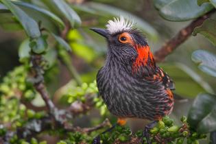 A vibrant Akohekohe, also known as the Crested Honeycreeper, perched on a branch surrounded by green foliage. The bird features striking black and orange plumage with a distinctive white crest on its head.