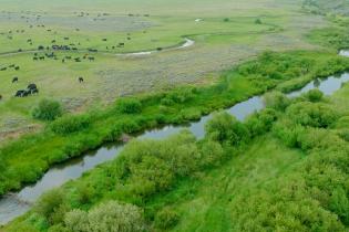 Aerial view of a lush green landscape with a winding river and dense vegetation, featuring black cows grazing on expansive grasslands in the serene countryside.