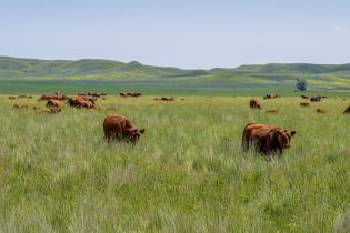 A herd of brown cows grazing in a vast, lush green field with rolling hills in the background under a clear blue sky.
