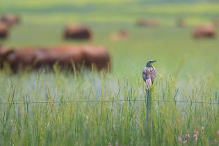 A meadowlark perched on a fence post in a lush green field with tall grass and wildflowers, with grazing cows in the background in a serene countryside landscape.