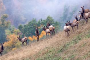 A group of elk standing on a grassy hillside with autumn foliage in the background. The slope is steep, and the elk are positioned in a loose line, facing forward. Behind them, trees display vibrant fall colors of orange, yellow, and green, partially veiled by mist.