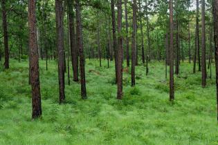 Dense longleaf pine forest with tall, straight trunks and a lush green understory of grasses and low plants.