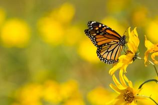 A monarch butterfly with orange and black wings perched on a bright yellow wildflower, with a blurred background of similar yellow flowers.