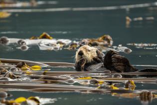 A sea otter floating on its back in calm water, surrounded by long strands of brown kelp with yellow tips.