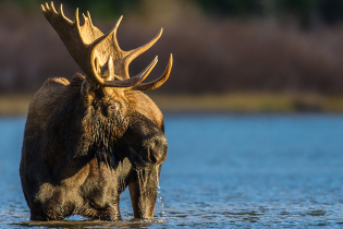 A large moose standing in shallow water with its head slightly lowered. The moose has dark brown fur and broad, palmate antlers that curve upward. Water droplets are visible dripping from its mouth, and the background shows blurred trees and brush under natural daylight.