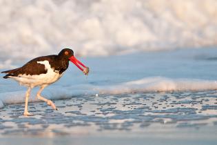 An American oystercatcher with a striking black-and-white body and bright orange beak walks along the shoreline, holding a small shellfish in its beak as waves foam in the background.