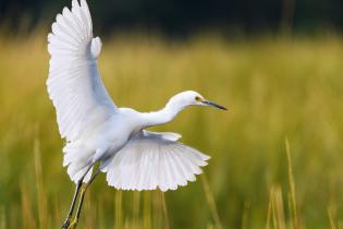 A snowy egret with wings fully extended takes flight above tall green marsh grasses, its white feathers glowing in soft sunlight.