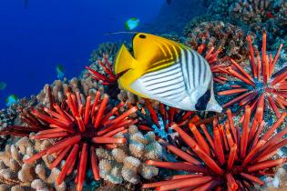 A vibrant underwater coral reef scene featuring a colorful fish swimming among clusters of bright red sea urchins and branching corals. The fish has a striking pattern with a yellow dorsal area, white body with black diagonal stripes, and a black snout. The background shows deep blue water with a few smaller fish scattered in the distance.