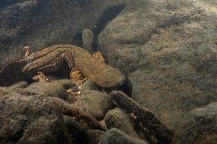 A large aquatic salamander, known as a hellbender, rests among submerged rocks in a freshwater stream. The salamander has a flat head, wrinkled skin along its sides, and blends with the brownish-gray tones of the surrounding stones. The water is clear, revealing the rocky bottom and scattered small debris.