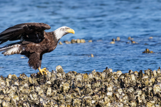 A bald eagle touches down on an oyster-covered rock, its wings spread as blue ocean water ripples behind it.