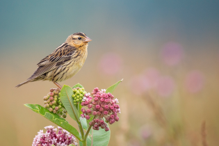 A small brown songbird, a bobolink, perched on pink milkweed flowers in a grassy meadow, with a softly blurred background.