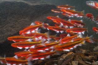 School of bright red-orange greenhead shiners swimming together underwater, their silvery fins flashing against a rocky streambed.